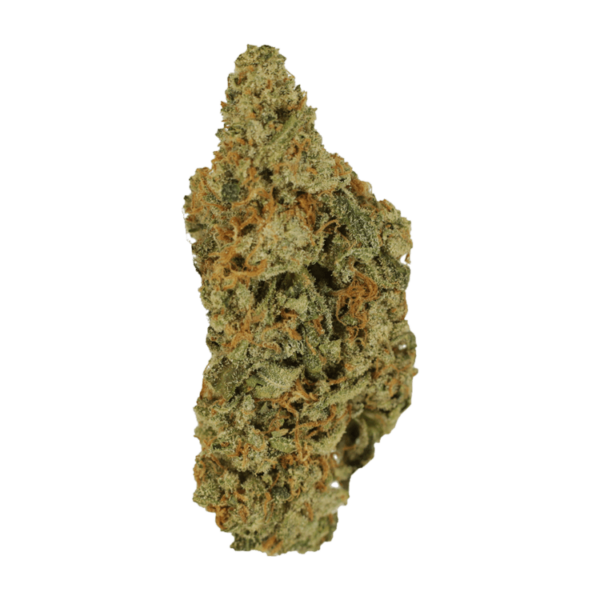 Mimosa | Budderweeds Canada