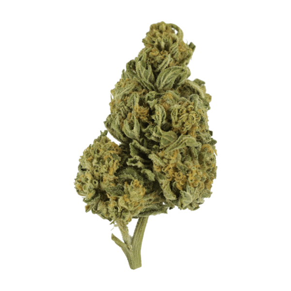 Blackwater | Budderweeds Canada