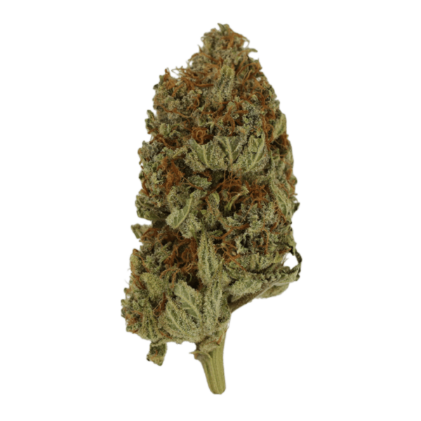 Congo | Budderweeds Canada