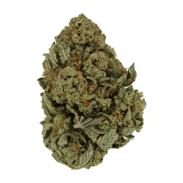 Master Kush Ultra | Budderweeds Canada