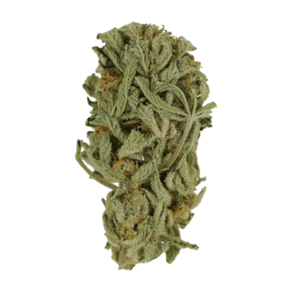 Master Kush Ultra | Budderweeds Canada