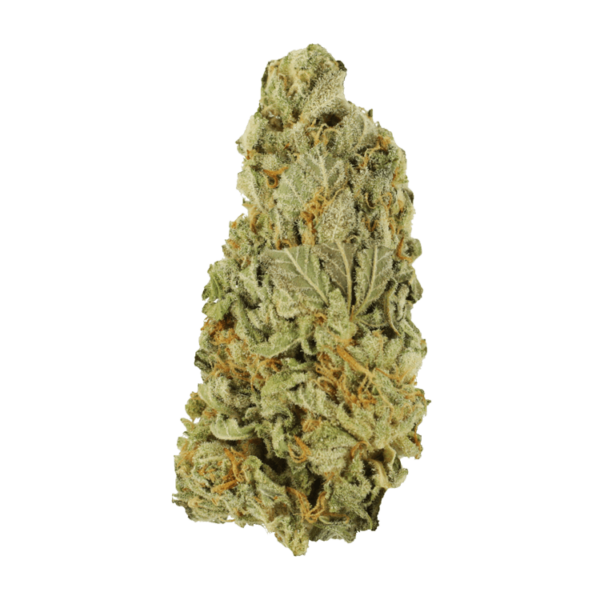 Green Congo | Budderweeds Canada