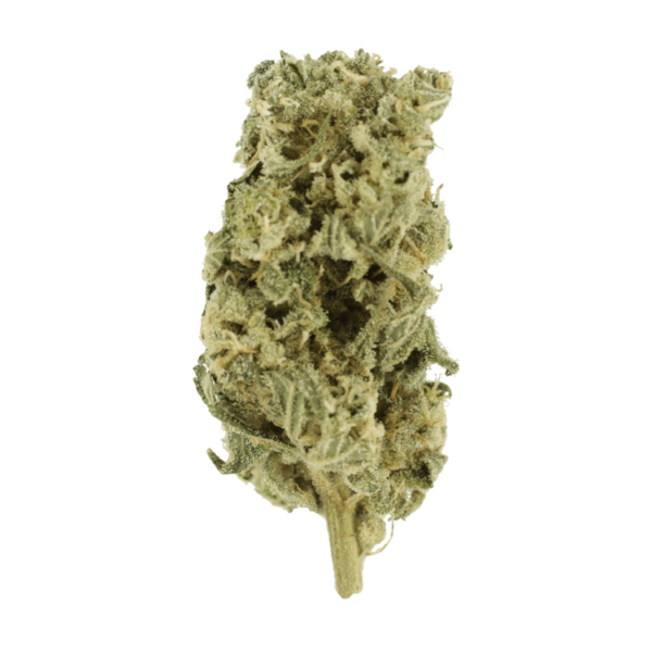 Romulan Hashplant | Budderweeds Canada