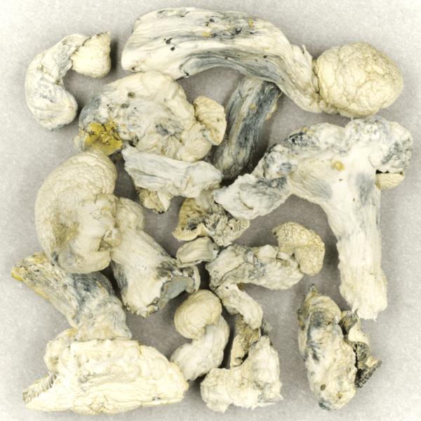 Cambodian Psilocybe Cubensis | Budderweeds Canada