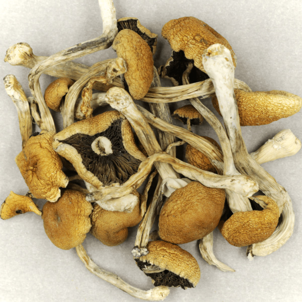 Cambodian Psilocybe Cubensis | Budderweeds Canada