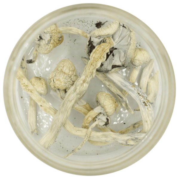 Great White Monster Cubensis | Budderweeds Canada