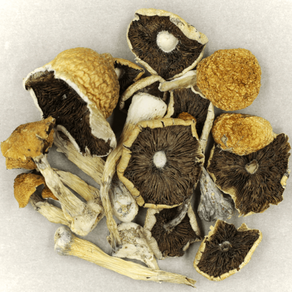 Penis Envy Cubensis | Budderweeds Canada