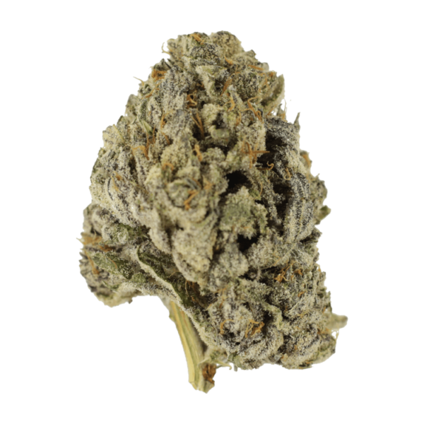Sugar Pine | Budderweeds Canada
