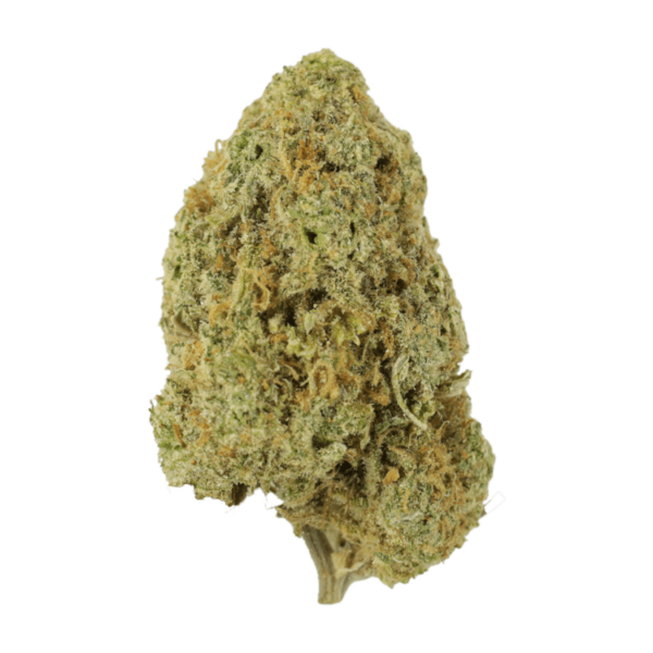 Sugar Pine | Budderweeds Canada