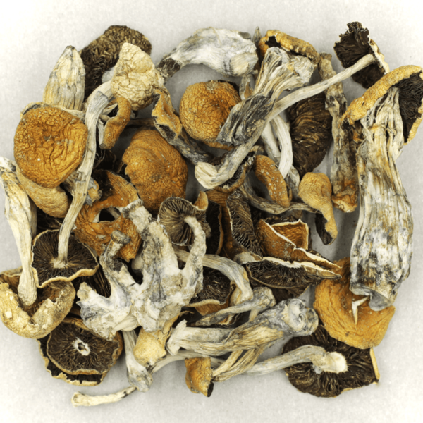 Puerto Rican | Budderweeds Canada