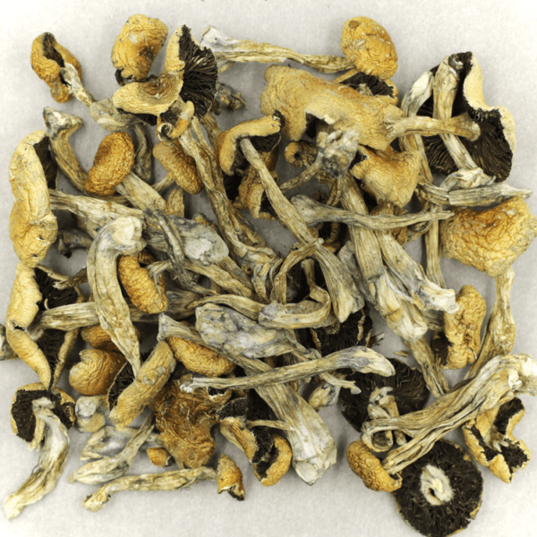 Puerto Rican | Budderweeds Canada
