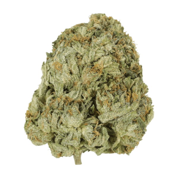 Godzilla Glue | Budderweeds Canada