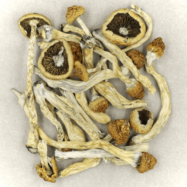 Texas Yellow Cap | Budderweeds Canada