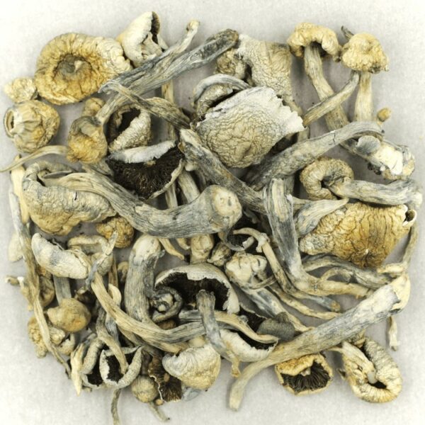 Albino A+ | Budderweeds Canada