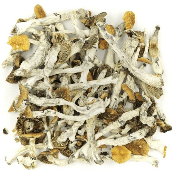 Golden Teacher | Budderweeds Canada