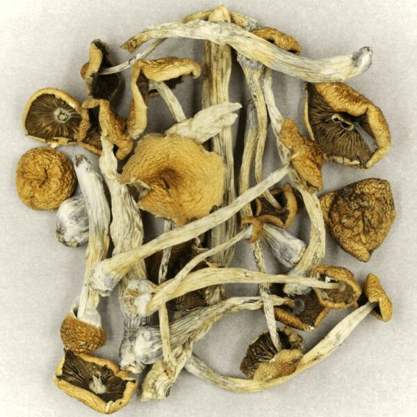 Psilocybe Cubensis Mexicana | Budderweeds Canada