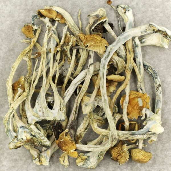 Amazonian Cubensis | Budderweeds Canada