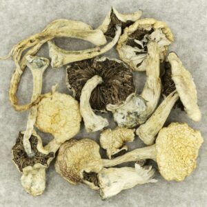 Leucistic Burma | Budderweeds Canada