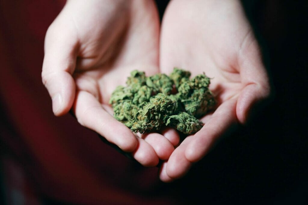 Best dispensary in canada | Budderweeds Canada