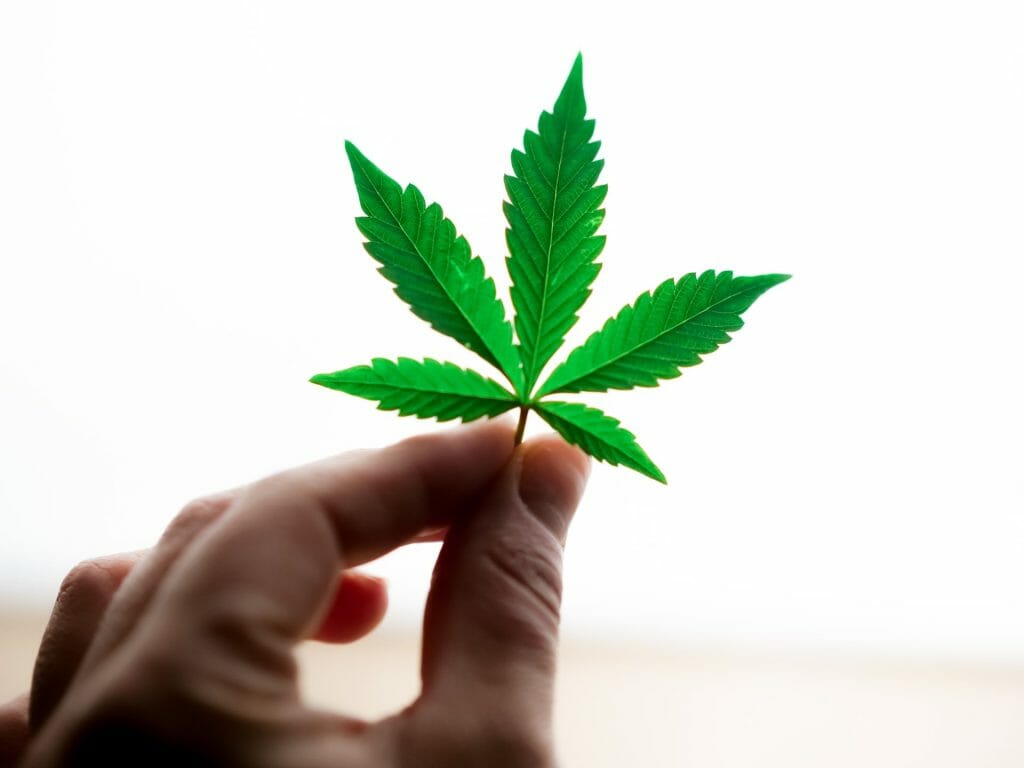 Popular Strains In Canada | Budderweeds Canada