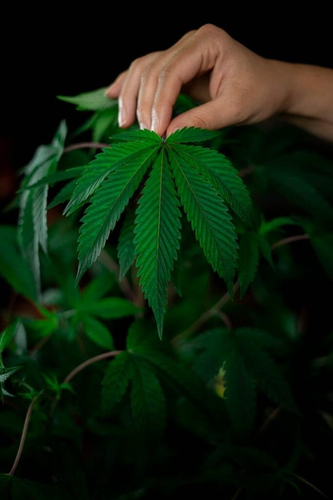 A Guide on How to Safely Buy cannabis Online in Canada | Budderweeds Canada | Budderweeds Canada
