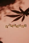 cannabis weed | Budderweeds Canada
