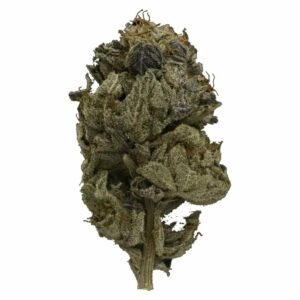 Budderweeds Canada - Pink Gas Strain | Budderweeds Canada