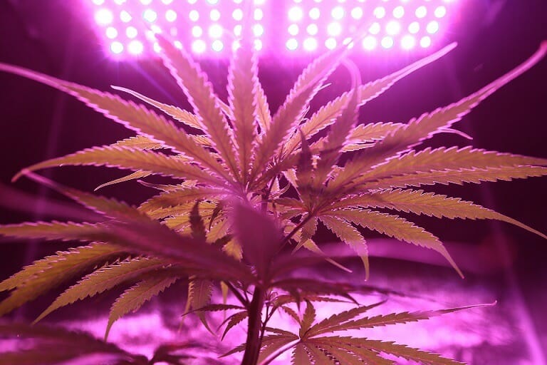 Discover How A cannabis Shop Helps You Better Understand Cannabis | Budderweeds Canada | Budderweeds Canada