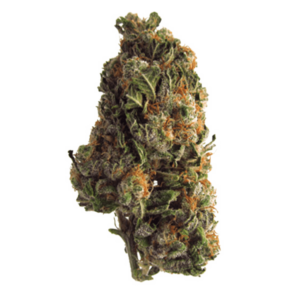 Grape Crush | Budderweeds Canada